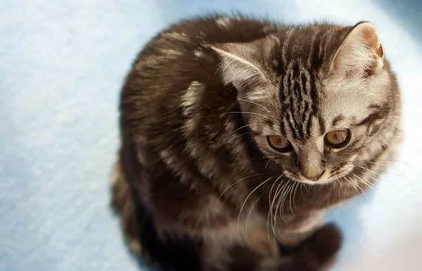 Котенок на полу — стоковое фото