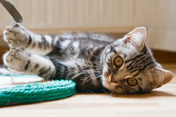 Kätzchen auf dem Boden liegend — Stockfoto