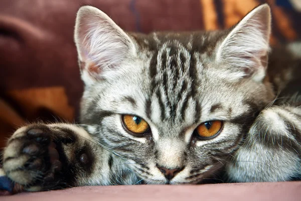 Британский котенок Табби — стоковое фото