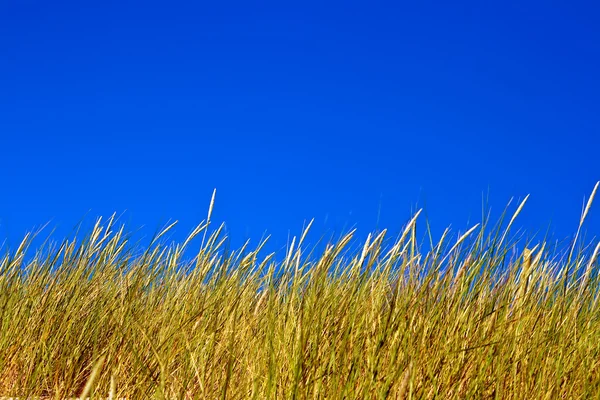 stock image Grass And Sky