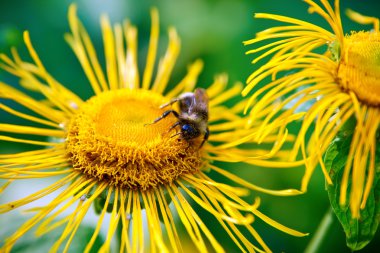 Arı pollinating ayçiçeği