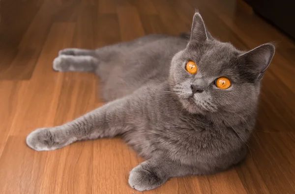 Gato britânico com olhos de laranja — Fotografia de Stock