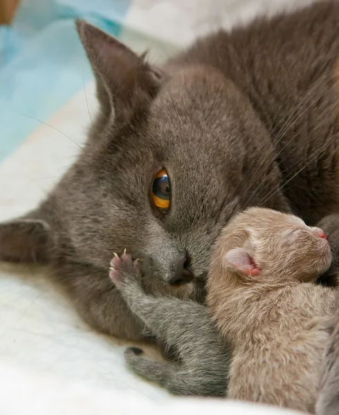 Gato-mãe — Fotografia de Stock