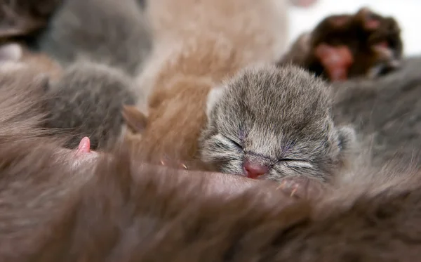 Nyfödd kattunge — Stockfoto