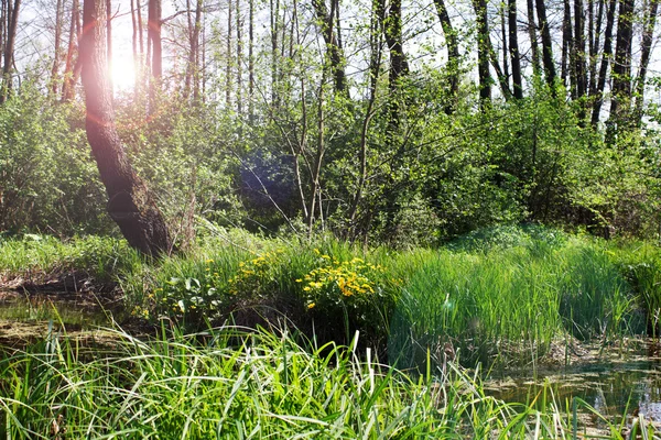 stock image Sun rays in the swamp