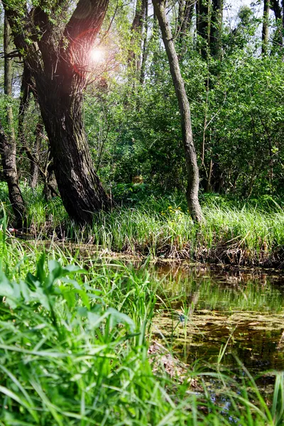Sun rays in the swamp — Stock Photo, Image