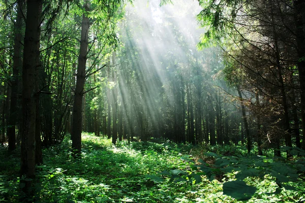 stock image Deep in the forest