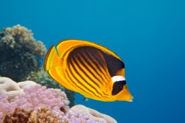 Closeup of butterfly fish - Red Sea clipart