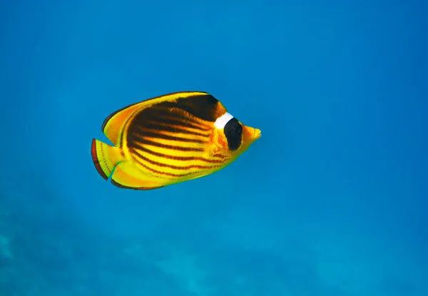 Nahaufnahme von Schmetterlingsfischen - rotes Meer Stockbild