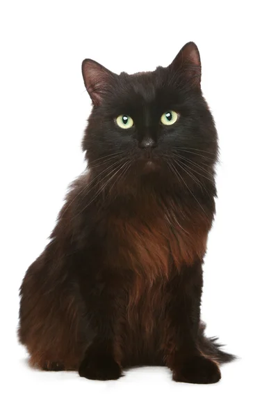 Gato preto na frente de um fundo branco — Fotografia de Stock
