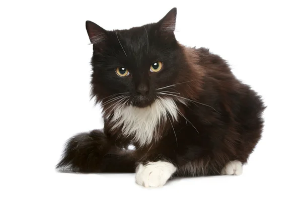 Gato negro sobre un fondo blanco — Foto de Stock