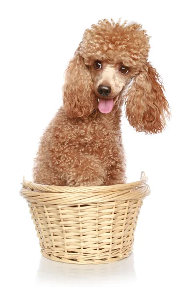 Βερίκοκο poodle κάθεται σε ένα καλάθι — Φωτογραφία Αρχείου