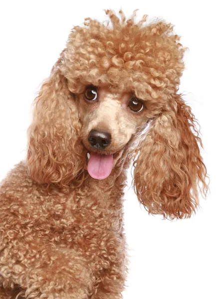 Retrato de cachorro poodle de damasco — Fotografia de Stock