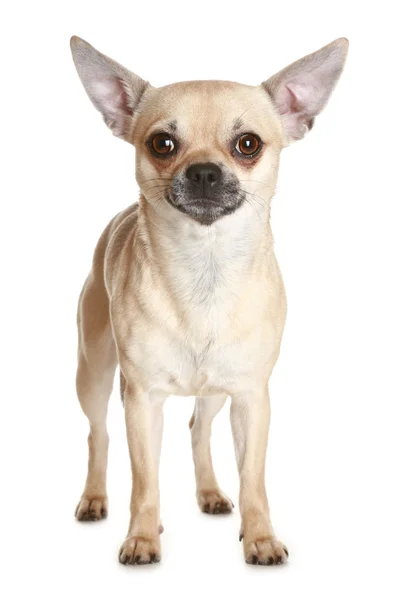 Cachorro cão chihuahua — Fotografia de Stock
