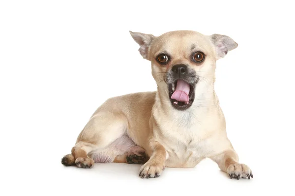 Yawning Chihuahua puppy — Stock Photo, Image