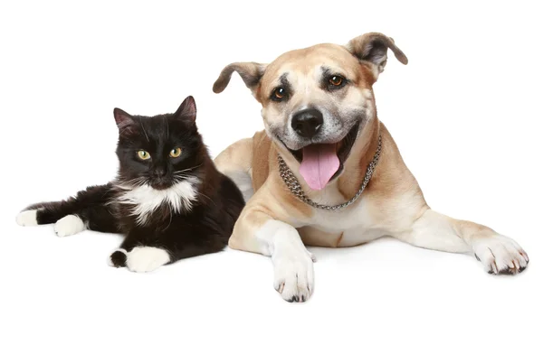 Портрет крупным планом кота и собаки — стоковое фото