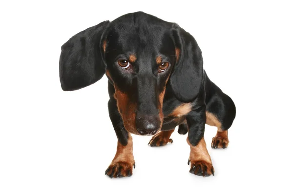 Cachorrinho dachshund preto e marrom — Fotografia de Stock