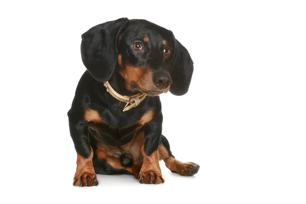 Cachorro dachshund negro y marrón —  Fotos de Stock