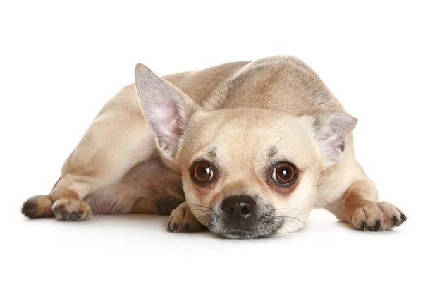 Chihuahua cachorro de perro — Foto de Stock