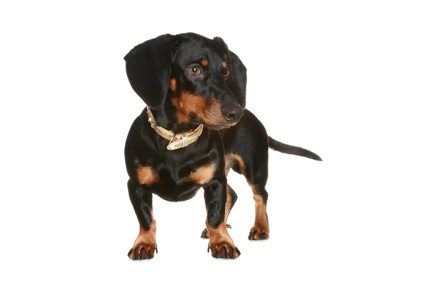 Siyah ve kahverengi dachshund köpek — Stok fotoğraf