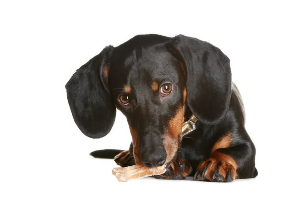 Είδος γερμανικού κυνηγετικού σκύλου και καφέ κουτάβι — Φωτογραφία Αρχείου