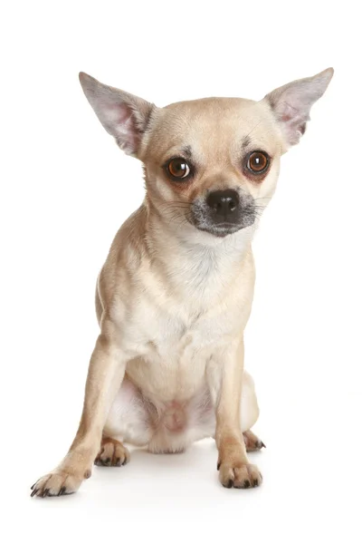 Chihuahua hond puppy — Stockfoto