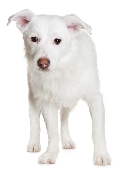 Cão branco na frente de um fundo branco — Fotografia de Stock