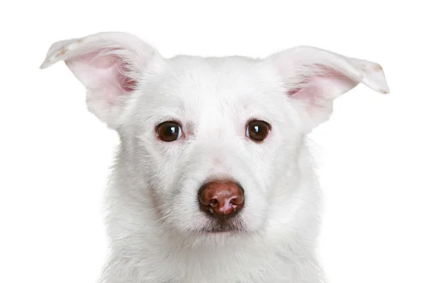 Biały pies przed białym tle — Zdjęcie stockowe