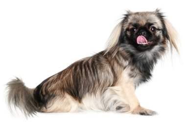 pekingese köpeğin burnunu yalama