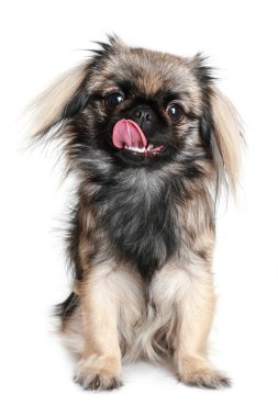 Pekingese dog licking her nose clipart