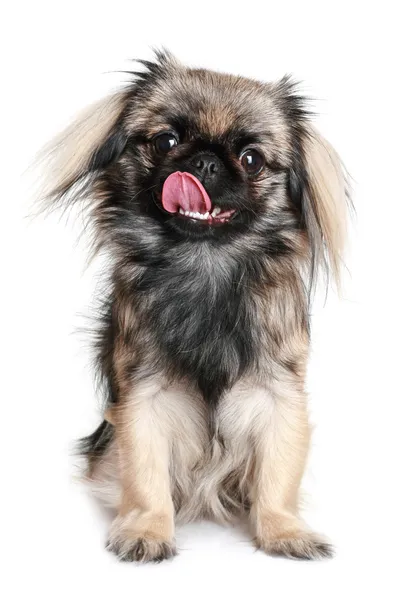 Pekingese cão lambendo o nariz — Fotografia de Stock