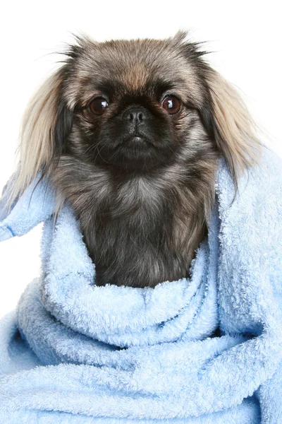 Perro pekinés envuelto en una toalla azul —  Fotos de Stock