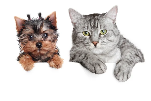 강아지와 고양이의 초상화 — 스톡 사진
