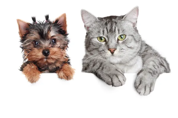 Portréja egy kutya és macska Stock Kép
