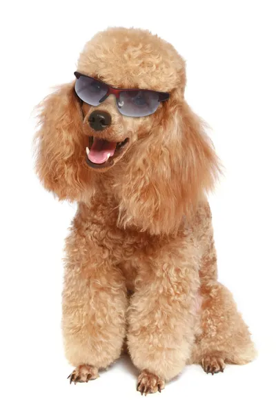 Aprikosenpudel (Hund) mit dunkler Sonnenbrille — Stockfoto