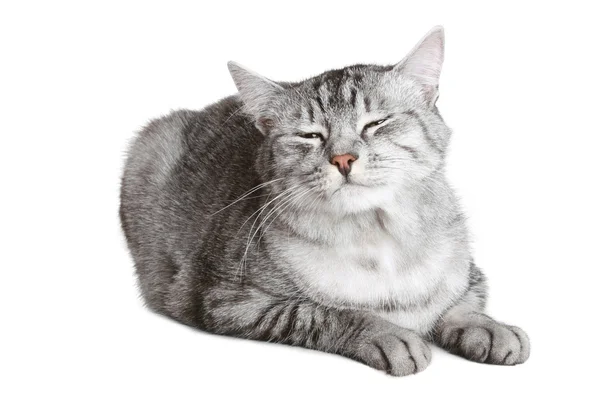 イギリス猫 — ストック写真