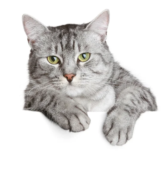 Gato gris en una pancarta — Foto de Stock