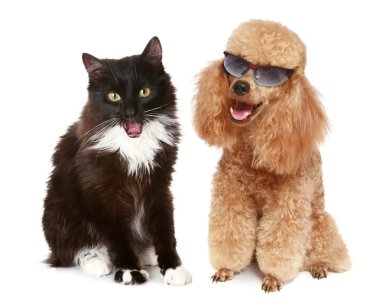 Poodle dog and black cat clipart