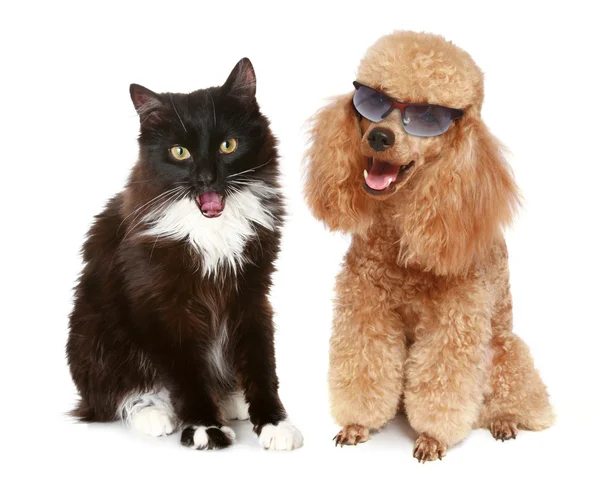 Pudel hund och svart katt — Stockfoto