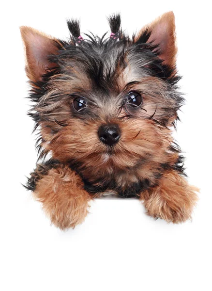 ヨークシャー テリア子犬 (2 ヶ月) — ストック写真