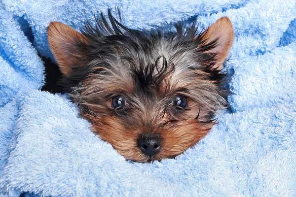 Puppy van de Terriër van Yorkshire (2 maand) — Stockfoto