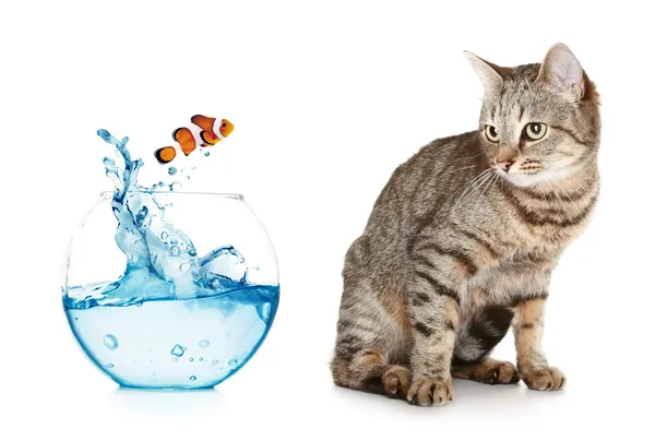 Кошка смотрит на рыбу — стоковое фото