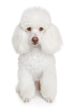 White poodle puppy clipart