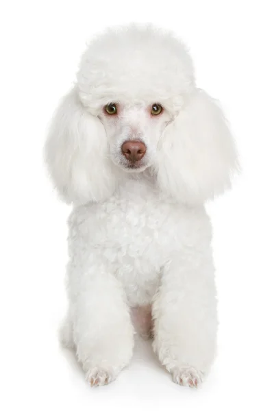 Cachorro caniche blanco — Foto de Stock