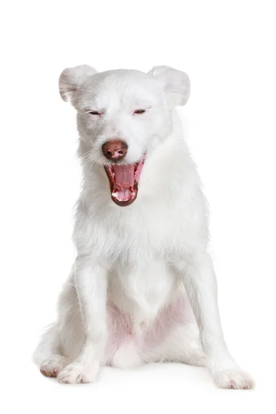 Λευκό σκυλί χασμουρητά — Φωτογραφία Αρχείου