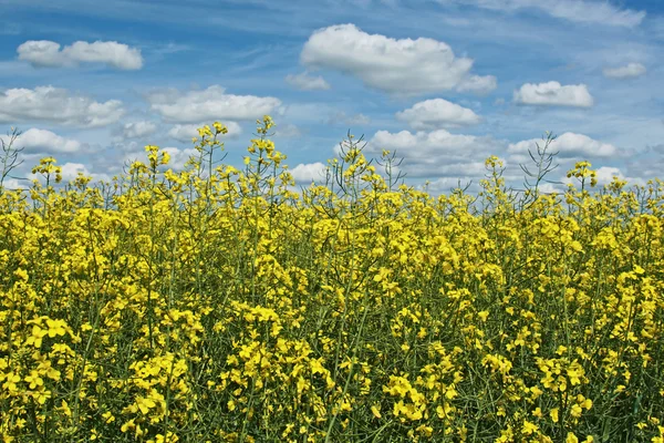 stock image Rapeseed field