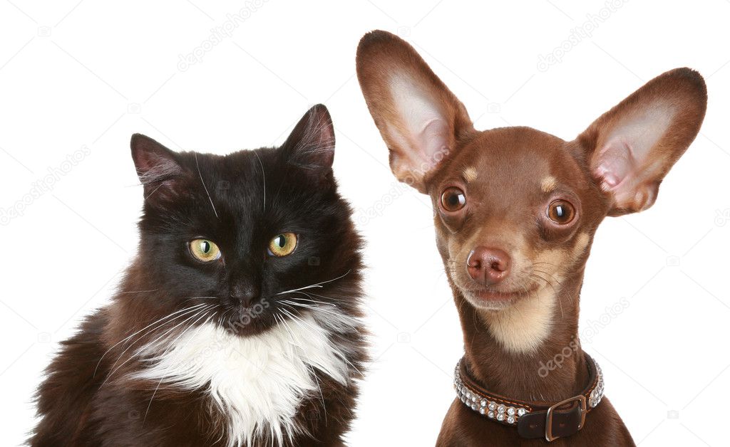 Russian toy terrier and cat.