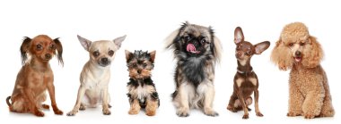 Group of young dogs clipart