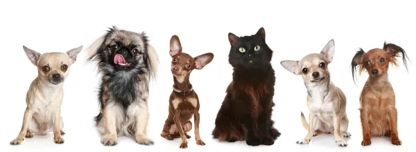 Grupo de pequenos cães e um gato — Fotografia de Stock