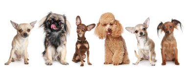 Group of young dogs clipart